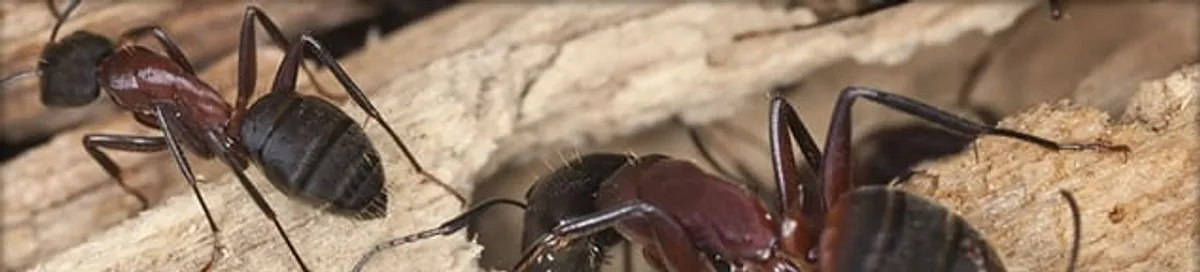 Close-up of ants on wood showing an active ant infestation in Worcester, MA