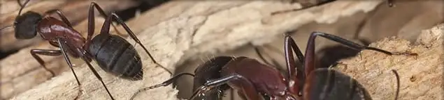 Close-up of ants on wood showing an active ant infestation in Worcester, MA