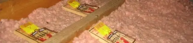 Mouse traps placed in an attic for rodent control in Worcester, MA