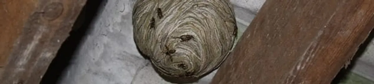 Wasp nest in an attic space, a common home infestation risk in Worcester, MA