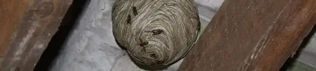 Wasp nest in an attic space, a common home infestation risk in Worcester, MA