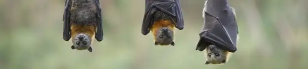 Bats roosting together, a common sign of a bat infestation in Worcester, MA
