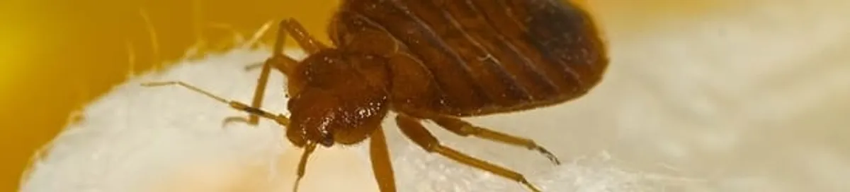 Close-up of a bed bug, a sign of an active infestation in Worcester, MA