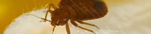 Close-up of a bed bug, a sign of an active infestation in Worcester, MA