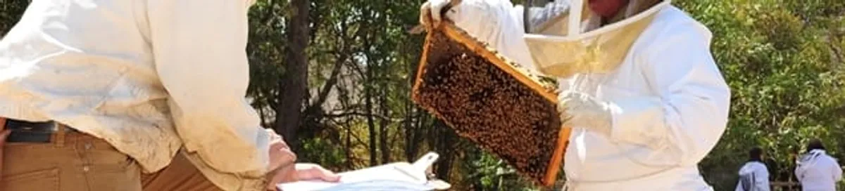 Bee removal specialists relocating a hive and honeycomb safely in Worcester, MA