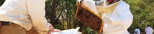 Bee removal specialists relocating a hive and honeycomb safely in Worcester, MA