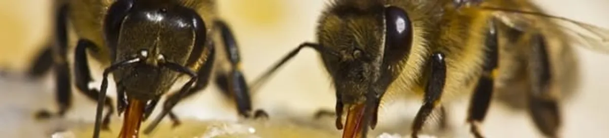 Close-up of honey bees, a sign of a nearby hive in Worcester, MA