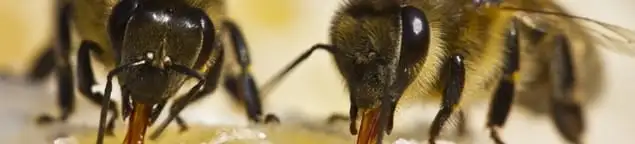 Close-up of honey bees, a sign of a nearby hive in Worcester, MA