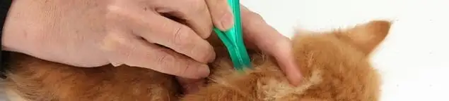 Flea treatment for pets using a flea comb, a sign of flea problems in Worcester, MA