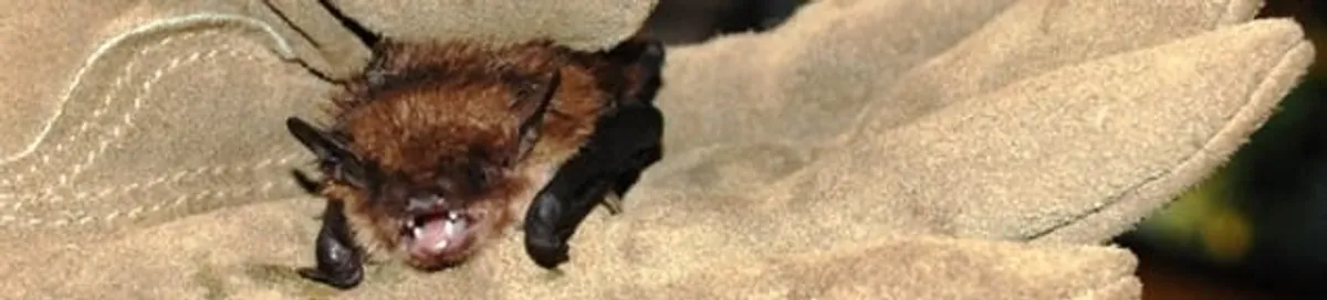 Bat removal specialist holding a bat safely during humane exclusion in Worcester, MA