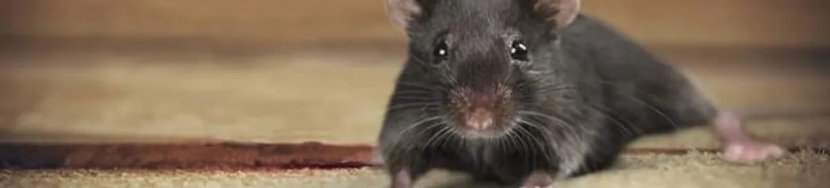 Mouse indoors, a common sign of a rodent infestation in Worcester, MA