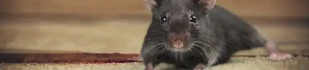 Mouse indoors, a common sign of a rodent infestation in Worcester, MA