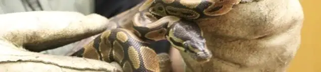 Snake removal specialist safely handling a snake with protective gloves in Worcester, MA