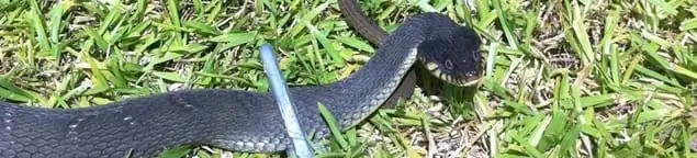 Snake in a yard, a common sign of a snake problem near a home in Worcester, MA