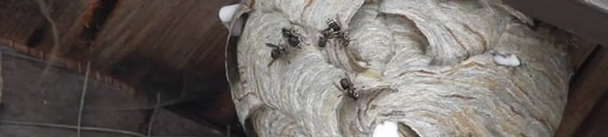 Close-up of a wasp nest with active wasps, a sign of an infestation in Worcester, MA