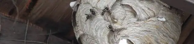 Close-up of a wasp nest with active wasps, a sign of an infestation in Worcester, MA